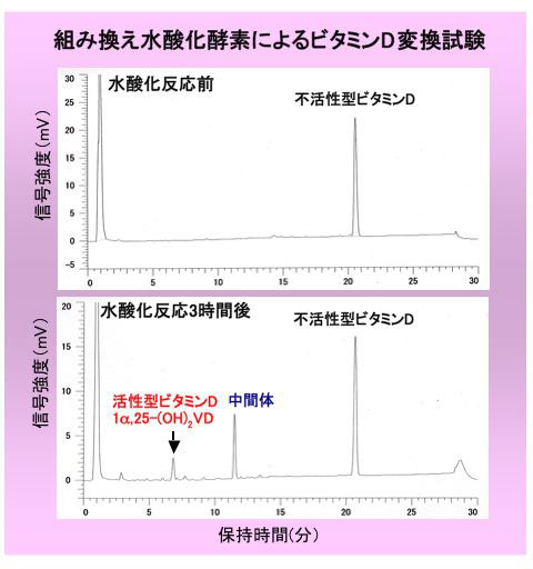 組み換え水酸化酵素によるビタミンD変換試験の図