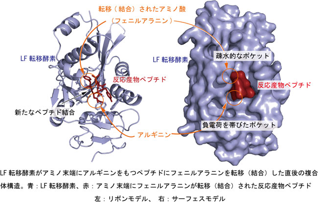 LF転移酵素がアミノ末端にアルギニンをもつペプチドフェニルアラニンを転移した直後の複合立体構造図