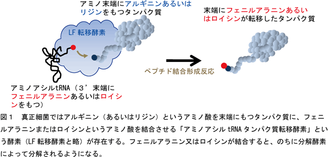 ペプチド結合形成反応の図