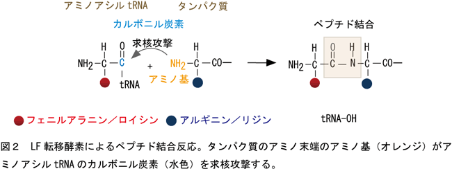 LF転移酵素によるペプチド結合反応の図