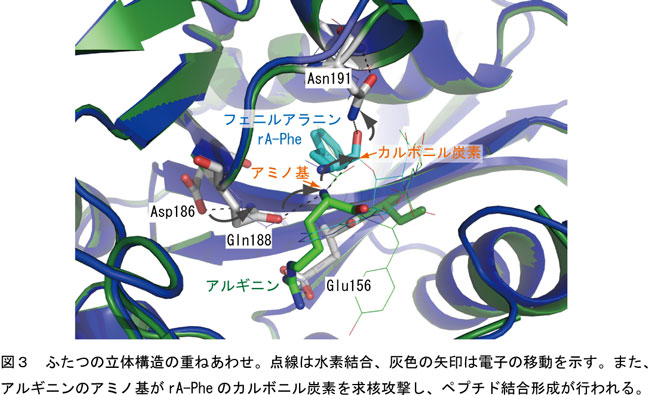 ふたつの立体構造の重ねあわせの図