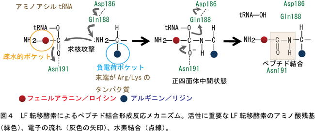 LF転移控訴によるペプチド結合形成反応メカニズムの図