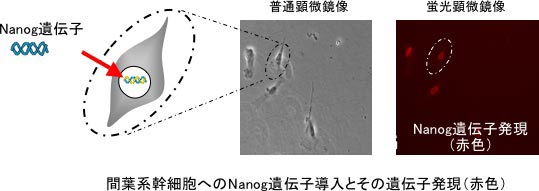 間葉系幹細胞へのNanog遺伝子導入とその遺伝子発現の図