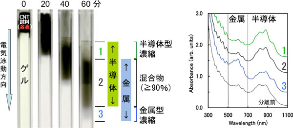 SWCNT分散溶液のゲル電気泳動による金属型・半導体型分離と分離後の光吸収スペクトルの図