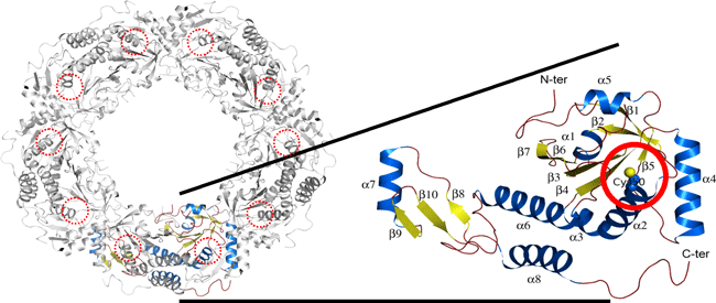 抗酸化タンパク質由来ペルオキシレドキシンの立体構造図