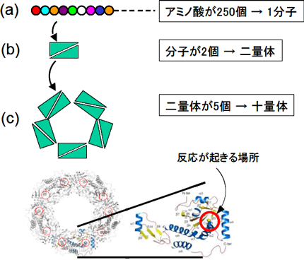 抗酸化タンパク質の立体構造図