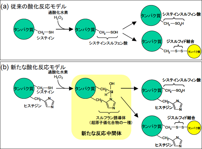 タンパク質の酸化のしくみの図