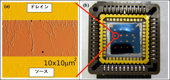 SWCNTネットワークとシリコン基板上に作製したSWCNTトランジスタの写真