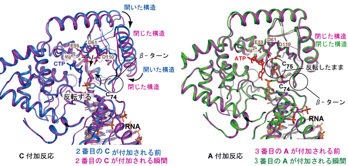 CCA付加酵素によるＣ付加反応とＡ付加反応での酵素、RNAの動きの図