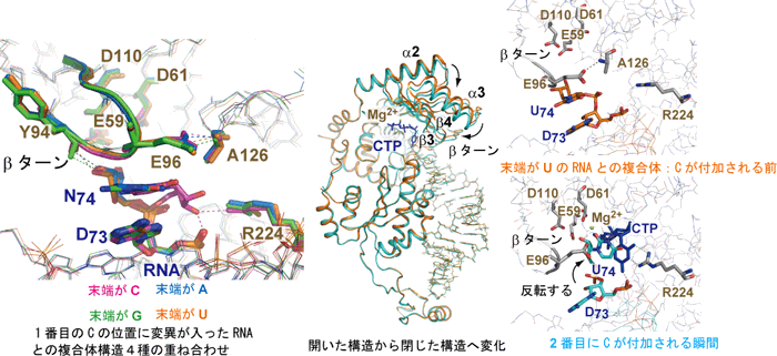 CCA付加酵素と末端に変異を導入したRNAとの構造図