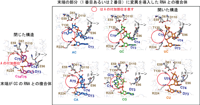 CCA付加酵素と末端に変異を導入したRNAとの構造図