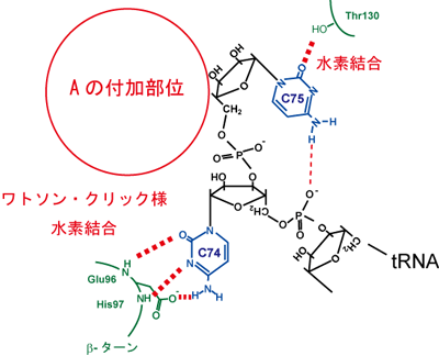 ｔRNA末端合成の正しい配列維持のための末端配列モニター機構図