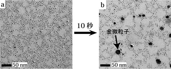 カーボン薄膜上に固定化した白金ナノ粒子および固定化された白金ナノ粒子を触媒とする無電解メッキの開始10秒後に形成した金微粒子の写真