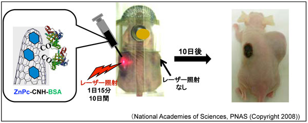 マウスの皮下に移植した腫瘍に3者の複合体を注射し、赤色レーザー光を照射した結果の写真