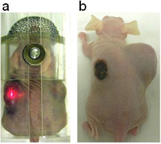 マウスの両わき腹に腫瘍を皮下移植後7日目のマウスに3者複合体ZnPc-CNH-BSAを局所注射した写真