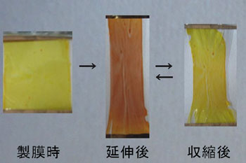 ポリマー1薄膜の延伸前後の色変化の写真