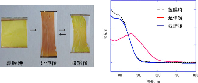 ポリマー1薄膜の延伸前後の紫外-可視吸収スペクトルの図