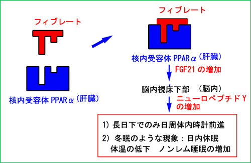 フィブレートが動物の冬眠などの体内季節時計に影響を及ぼす概要図