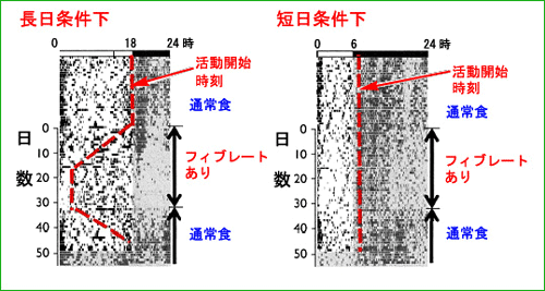 フィブレート投与による日周体内時計の位相前進効果の図