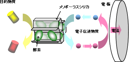 高感度・長寿命を実現する酵素センサーの概念図