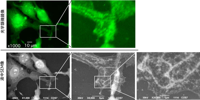 細胞内小胞体の観察写真