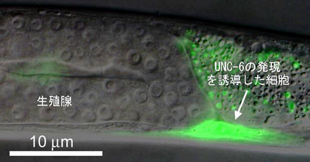 IR-LEGOによる赤外線照射でUNC-6遺伝子の発現を誘導させた線虫の筋細胞と、UNC-6の発現により正常に形成された生殖腺の写真