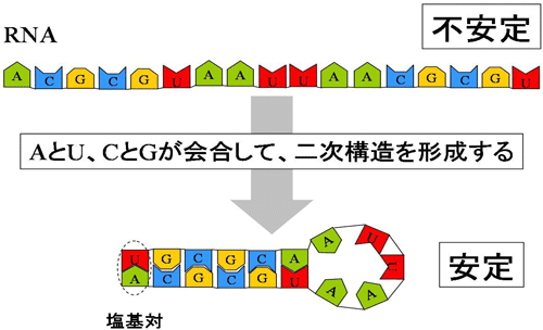 RNA二次構造予測手法の概要図