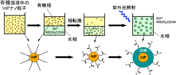 有機溶液法、水相への転換、水相中での光照射の3段階からなる水分散性高発光効率InP/ZnSナノ粒子の作製方法 の図