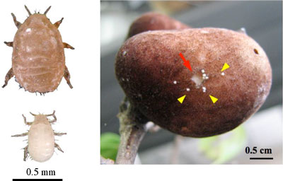 モンゼンイスアブラムシの成虫と兵隊幼虫の写真