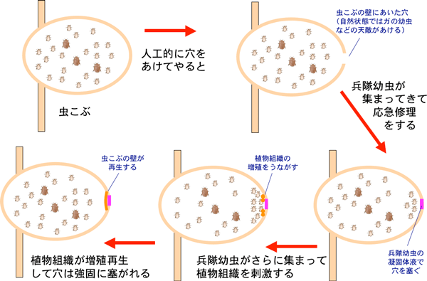 アブラムシによる植物組織の修復・再生現象の模式図