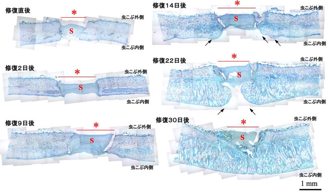 兵隊幼虫の凝固体液による虫こぶ修復に引き続いておこる植物組織の再生治癒過程の図