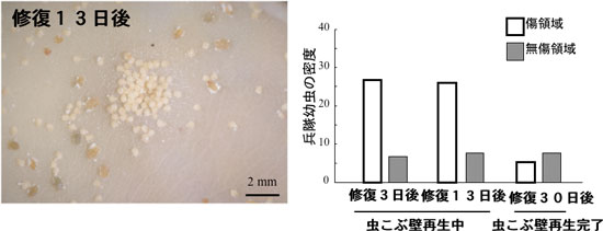 虫こぶ内側における傷領域への兵隊幼虫の集合写真と図