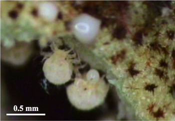 自己犠牲的に放出した体液で植物組織の傷を修復するモンゼンイスアブラムシの兵隊幼虫の写真