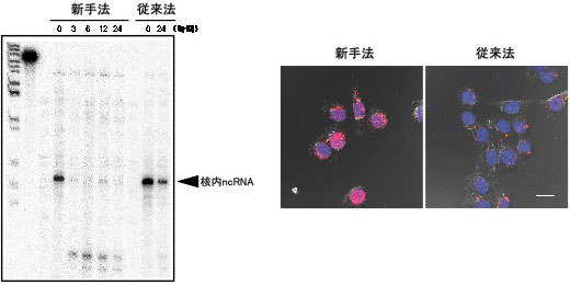 アンチセンスDNAの核内導入によるRNA分解の図