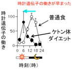 時計遺伝子の働きが早まった説明図