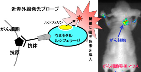 近赤外線発光プローブの概念図画像