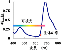 血中における近赤外線発光タンパク質とウミホタルルシフェリンの発光スペクトルの図