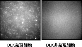 近赤外線発光プローブによるDLK-1抗原発現細胞と非発現細胞の近赤外線映像