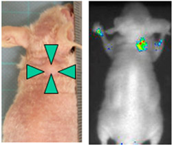 肝がん細胞を移植されたマウスの外観と近赤外線発光プローブによるDLK-1抗原発現がん細胞のライブ映像