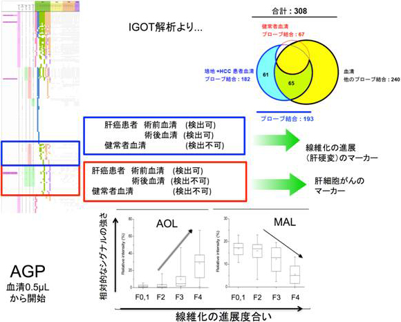 糖鎖疾患マーカーの同定と、線維化の進展を捉えるマーカーの例の図