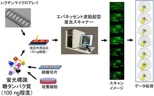 細胞や組織切片に含まれる糖タンパク質の比較糖鎖解析の図