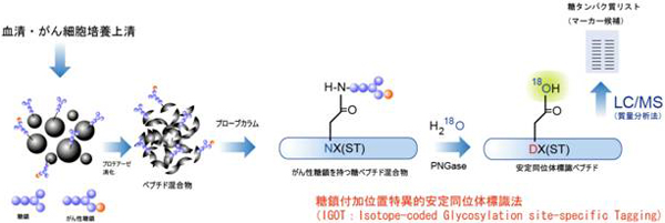 糖鎖付加位置特異的安定同位体標識法の図