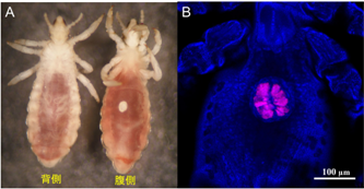 コロモジラミの成虫とコロモジラミ1令幼虫体内の共生細菌リーシアの局在の写真