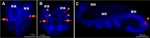 蛍光in situ ハイブリダイゼーションで可視化したトコジラミの雄および雌の腹部におけるボルバキアの局在と初期胚の共生器官原基へのボルバキアの局在の写真