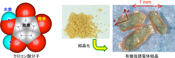 有機強誘電体クロコン酸の分子構造と粉末及び単結晶の写真