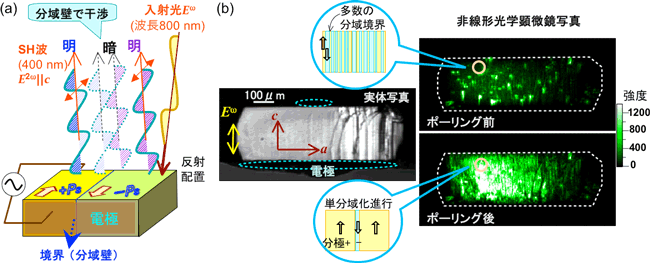 クロコン酸結晶の非線形光学効果の模式図、電極を付けたクロコン酸単結晶の実体顕微鏡写真と非線形光学顕微鏡写真とミクロな分域の分布模式図