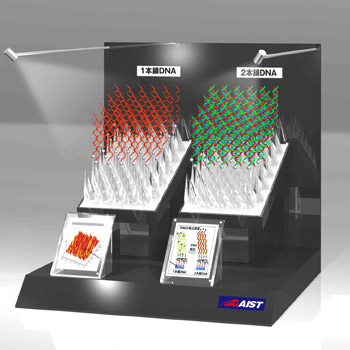 ダイヤモンドを用いた電気化学的DNAセンサー模型画像