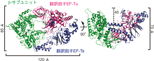 ウイルス由来のβ-サブユニットと宿主由来の翻訳因子との複合体の構造図