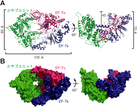 Qβウイルス由来のβ-サブユニットと翻訳因子EF-Tu、EF-Tsとの複合体の構造図