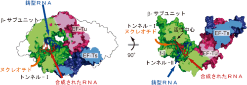 QβウイルスRNA合成酵素複合体中の基質トンネル、およびQβウイルスRNA合成酵素複合体中への鋳型RNAと合成されたRNAの結合モデルの図